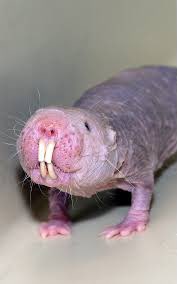 Erin Levine tweet media