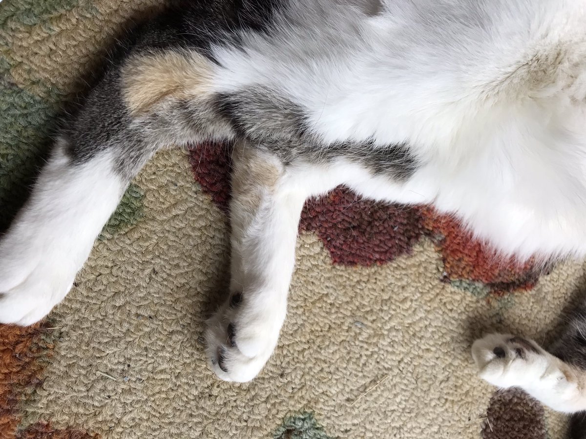 Starry1086's tweet photo. Toebeans.
I attempted to get a photo of #Hopekitty’s back feet. https://t.co/utH7tuRWJd