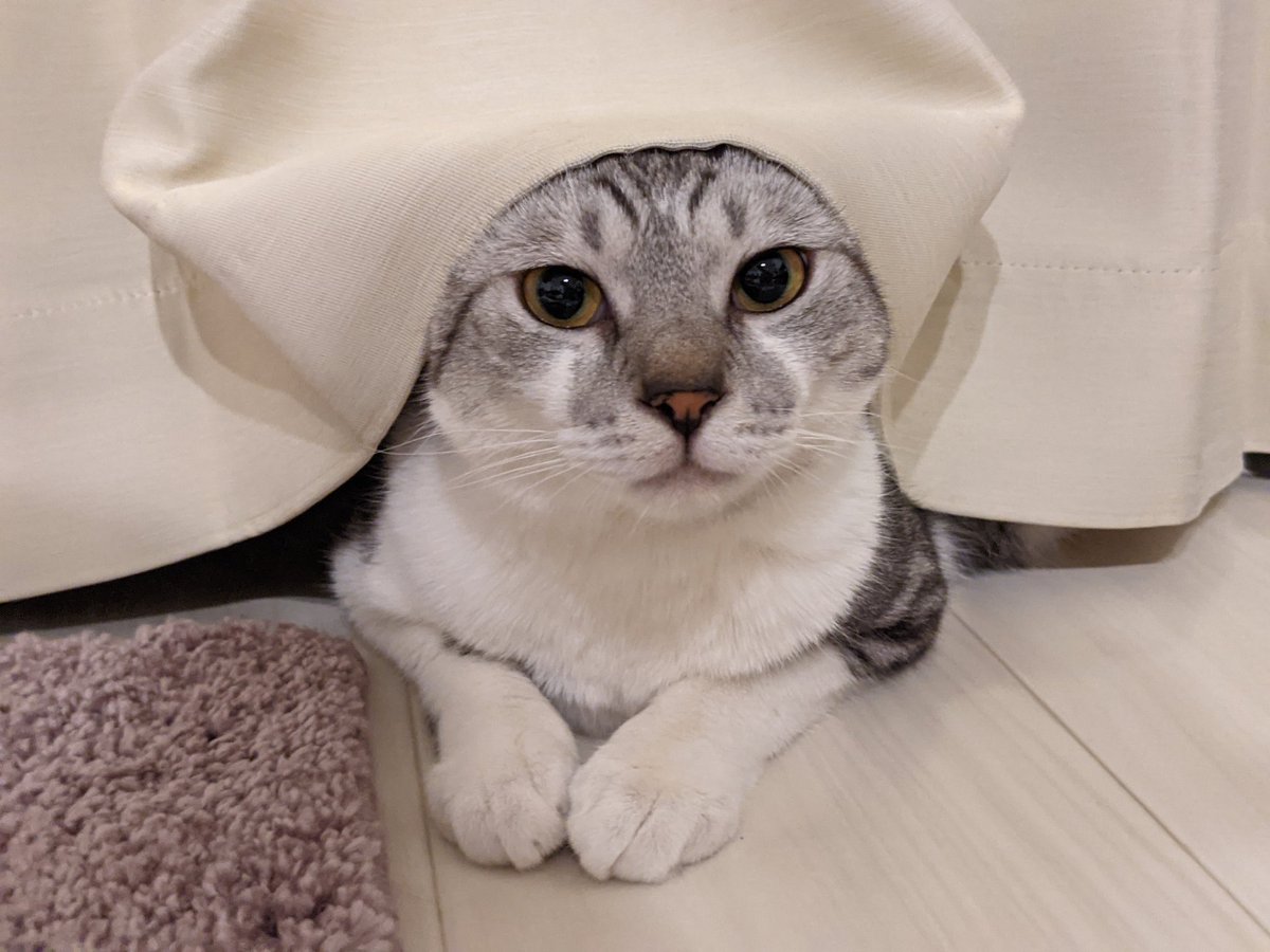 なんかちょっと馴染んでるやん？

#猫の居る暮らし