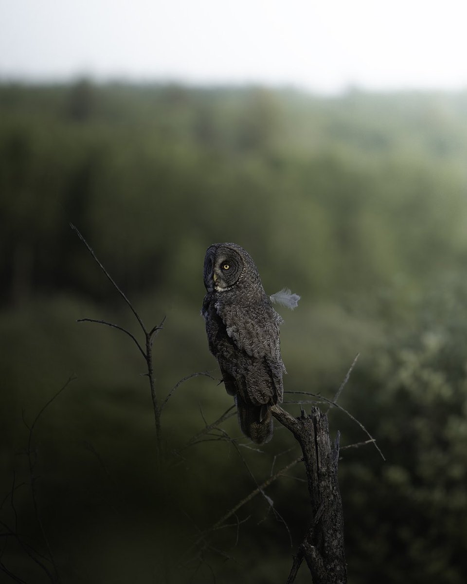 That menacing stare - show me your best owl shots!