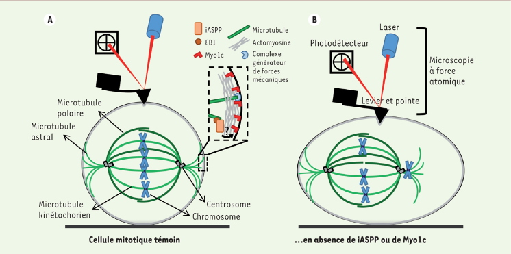 ms_MedSci's tweet photo. En forme pour la division (cellulaire) ! Quand des #oncogènes facilitent la rigidification du cortex d'#acto-myosine et l'arrondissement des cellules lors de leur entrée en #mitose. Une possibilité d’action contre les cellules cancéreuses ? À découvrir https://t.co/Yz6naRbk5L #oa https://t.co/4E71G1npdQ