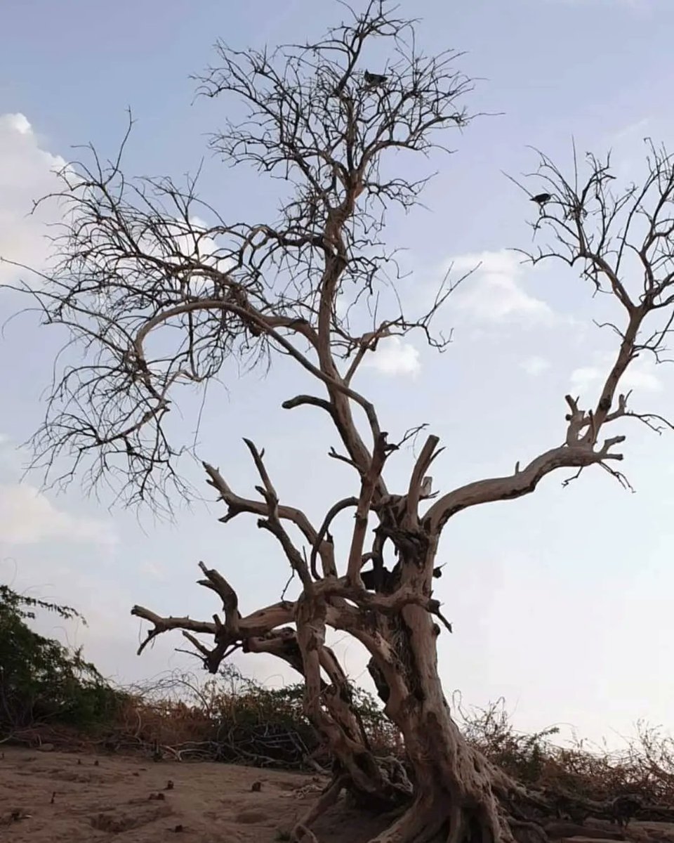 AnsarBurney's tweet photo. Team of Ansar Burney Trust in drought effected Villages of Tharparkar (NagarParkar) in SINDH on humanitarian mission #WaterProjects #Education #SolarPowerWaterProjects #WomenEmpowerment #Sanitation #GreenThar #ForcedConversionOfReligion #WomenIssues #HumanTrafficking https://t.co/Z7RzBvMsqc