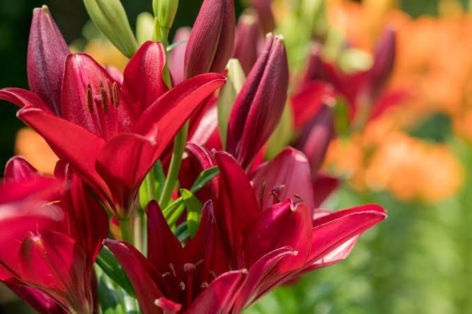 植物のまめマメ知識 Plant Lover 7月27日 誕生花 7月27日の誕生花は スカシユリ 花言葉は 注目を浴びる T Co Pg7xjpqjqk Twitter