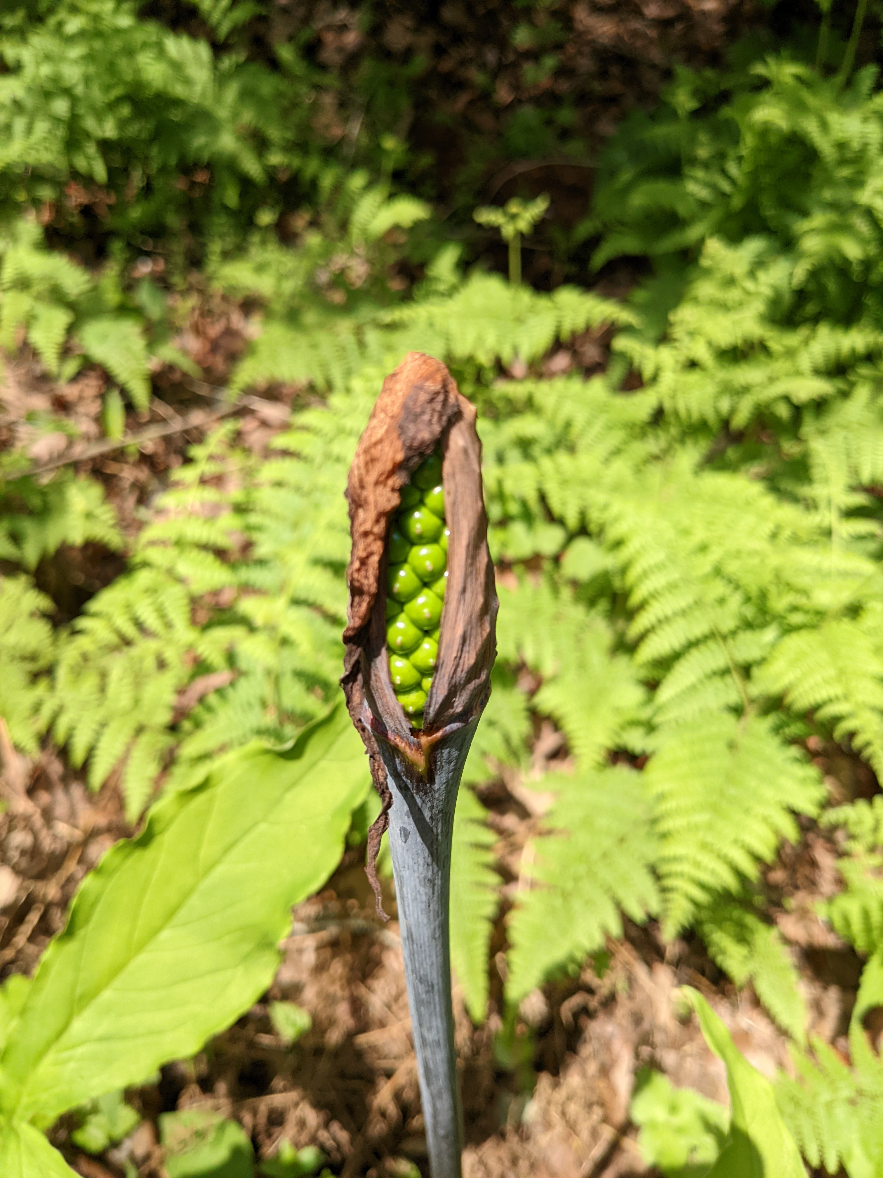 Kind To Nature やさしい小さな自然 テンナンショウの仲間 マムシグサ ミミガタテンナンショウ ウラシマソウなど 日本に３０種くらいある 見分けはかなり難しい ごめんなさい 全体にシュウ酸カルシウムという毒がある 齧ると口いっぱいに針