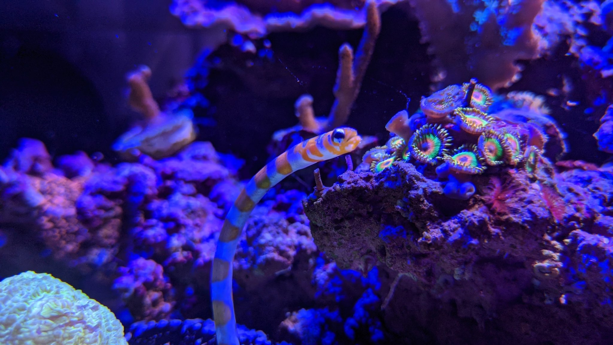 アクア親父 前に飼っていたチンアナゴが死んでしまい 暫く魚の居ない水槽でしたが改めてニシキアナゴが入りました まだ小さい子なので長生きして欲しいです アクアリウム チンアナゴ 海水魚 T Co Hbaehwrqwa Twitter