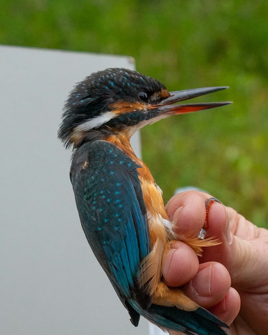 Very lucky to have had the opportunity to ring two of the three kingfishers we caught for my local @btobirds birds group @SorbyBreckRG on Monday. Very much worth the 3am start and the wet feet to see these beauties up close