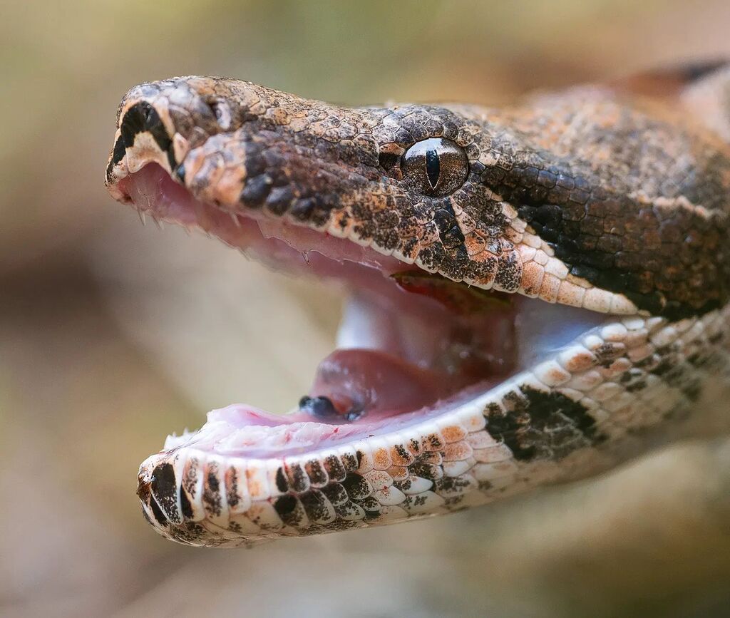 titovolky's tweet photo. Hasta ahí, no te acerques mas...
Boa constrictor
.
.
.
#top_macro #fingerprintofgod #macroshot #macro_secrets #macro_mood #macromood #macroworld #macro_highlight #igbest_macros #bns_macro #macrolove #macro_spotlight #animallovers #animalpolis #animalsof… https://t.co/i2BJmoq5wc https://t.co/LOns21DhEY