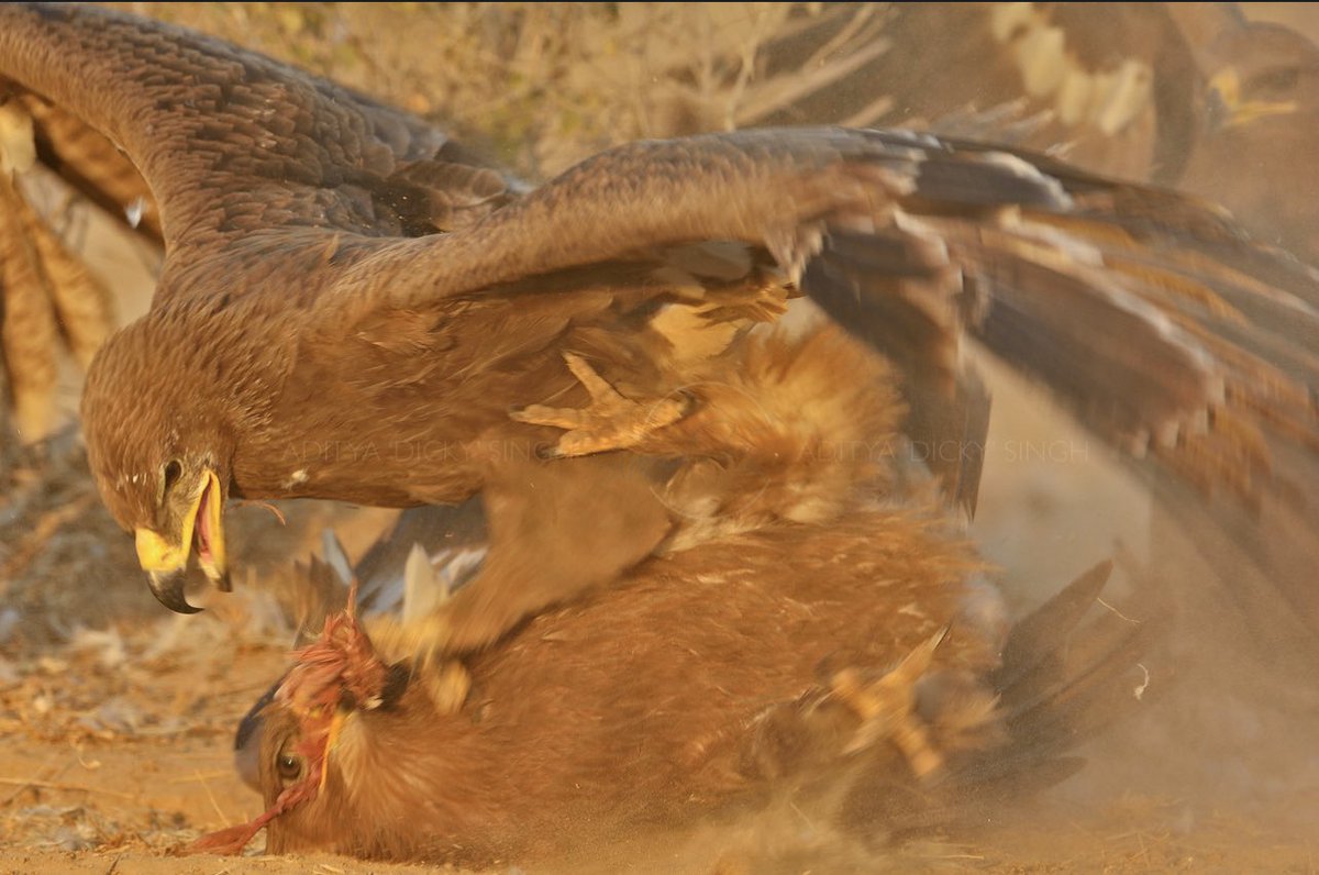 #BrownBirds fighting over some red meat in Bikaner. #IndiAves