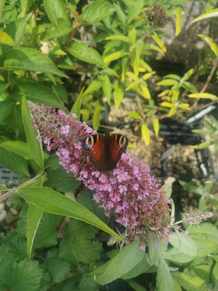 Been to visit The Herb Nursery today, picked up a few new Mints, what a lovely place. Lots of butterflies and bees to spot 🌱, I'herbnursery.co.uk