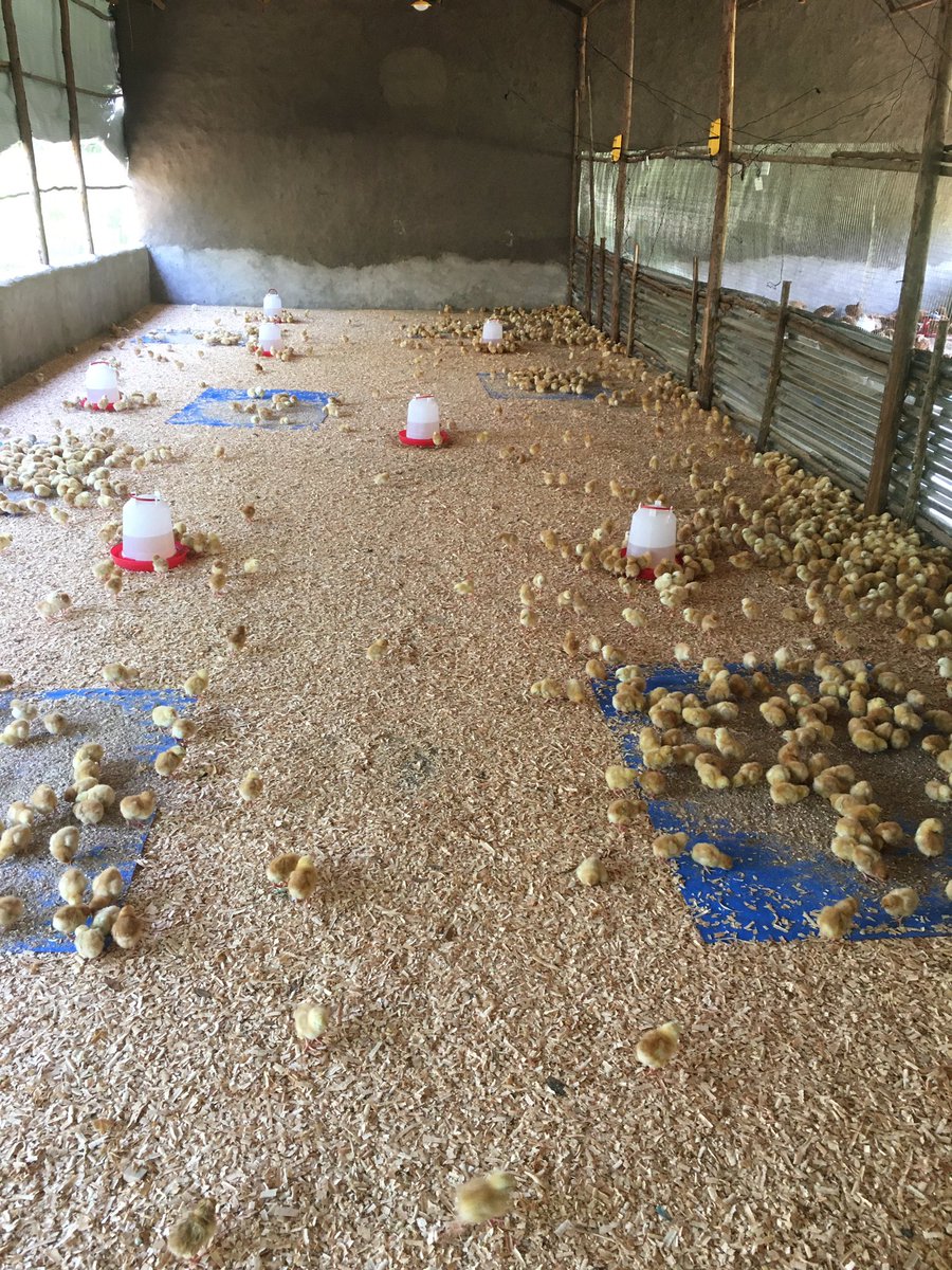 Mett1's tweet photo. And the Chicks are happy with their new lighting. https://t.co/adNR0ytXyl