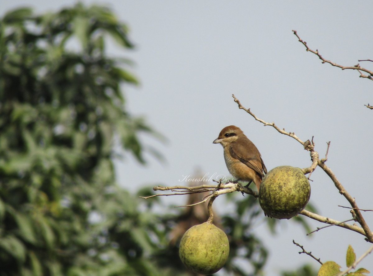 A brown shrike for the #IndiAves theme #BrownBirds #ThePhotoHour #birds #birdwatching #photography