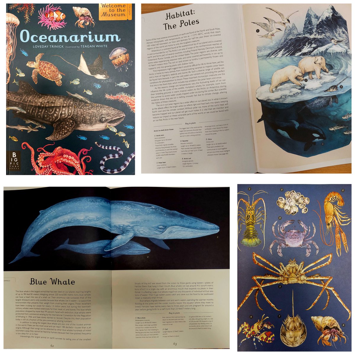 natalijasu's tweet photo. I want to share. My best souvenir from Totonto - is the book, well illustrated encyclopedia from Ripley's Aquarium of Canada (@RipleysAquaCA). Breathtaking artwork of ocean life. Little joy of an ocean scientist. https://t.co/E5vq9hsgIt