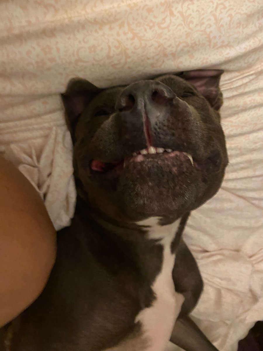 ivdrop's tweet image. Vicious, vicious animal