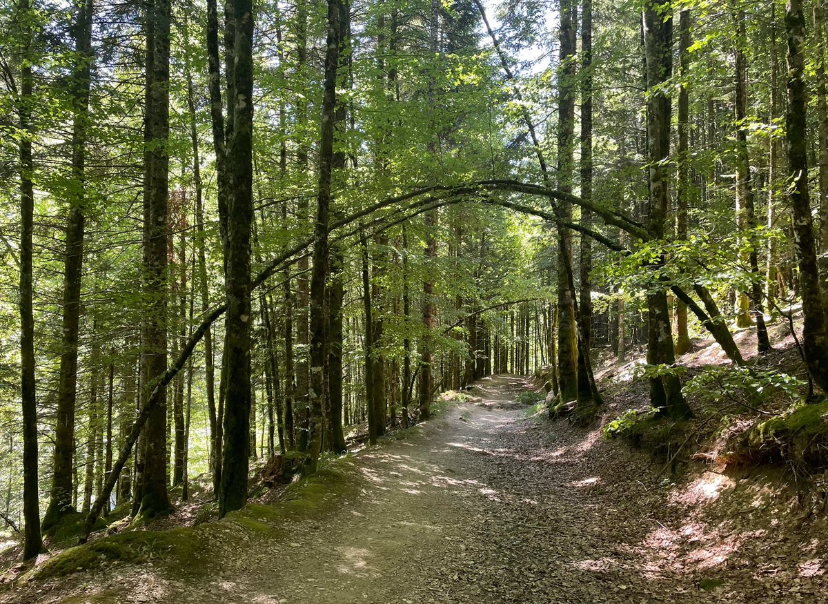 En la Selva de Irati 🌿🌿🌿

#layton #profesorlayton #viaje #verano #vacaciones #naturaleza #selvadeirati #navarra