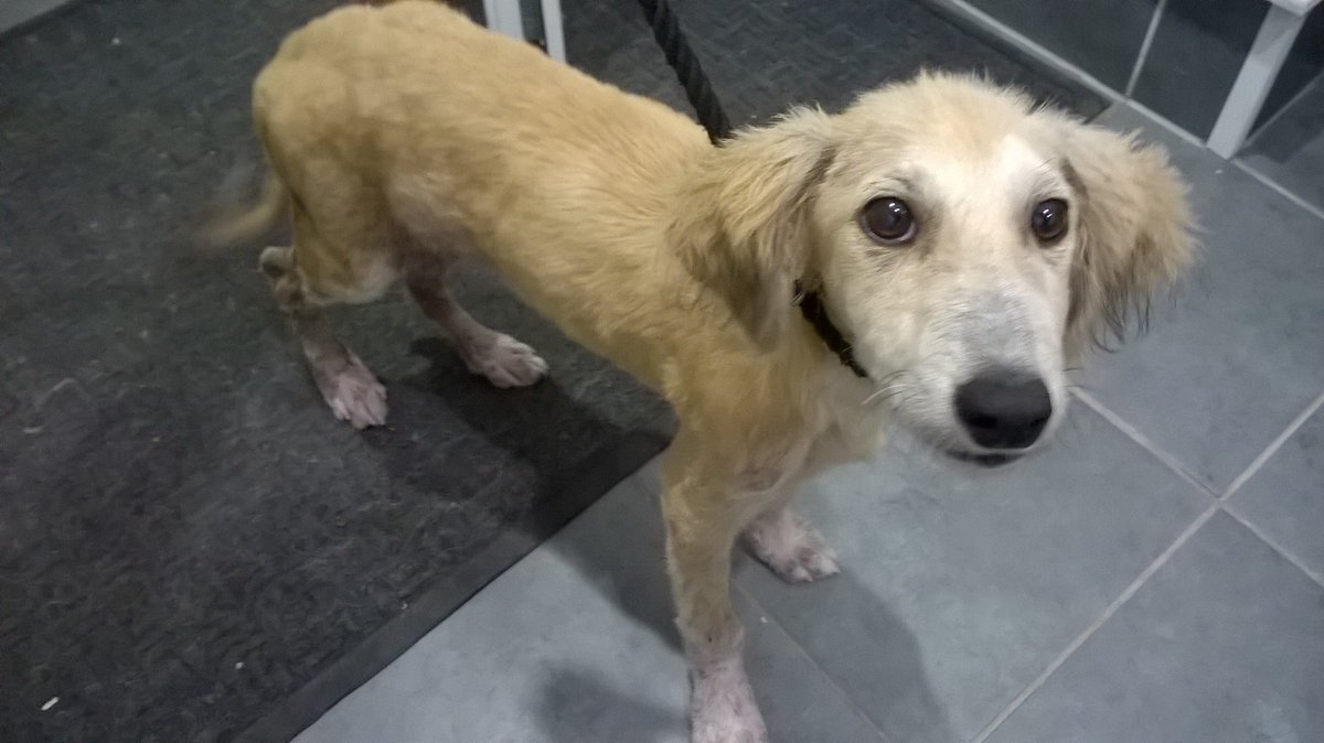 Please retweet to help FIND THE OWNERS OF THESE 4 STRAYS FOUND #ENGLAND (South East)  July 22

Found, #DUNSTABLE #HILLINGDON #HAYES #MILTONKEYNES 
They could be missing from other regions, please share widely. 
Now all in council pounds for 7 days.
CONTACT
lostdogsuk.co.uk/lost-dogs/