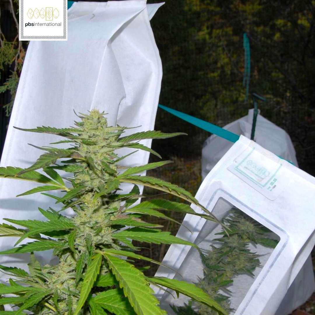 PBS offers an Efficient, Economic & Effective opportunity for #Cannabis and #Hemp breeders.🌱

To ens...