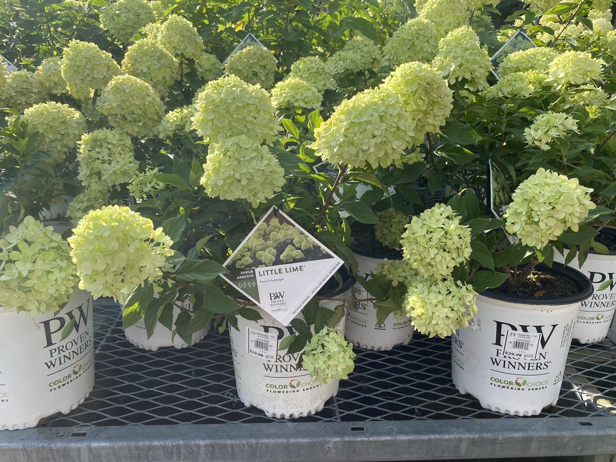 Donna tatta (@dtatta1) on Twitter photo It’s never to late to add this Proven Winner little lime beauty to you garden. Available at your local Home Depot. <a href="/ericbaucom/">Eric Baucom</a> <a href="/BaucomsNursery/">BaucomsNursery</a> <a href="/Pat_Fischetti/">Patrick Fischetti</a> <a href="/WebbfWebb/">frank webb</a> It’s never to late to add this Proven Winner little lime beauty to you garden. Available at your local Home Depot. <a href="/ericbaucom/">Eric Baucom</a> <a href="/BaucomsNursery/">BaucomsNursery</a> <a href="/Pat_Fischetti/">Patrick Fischetti</a> <a href="/WebbfWebb/">frank webb</a>