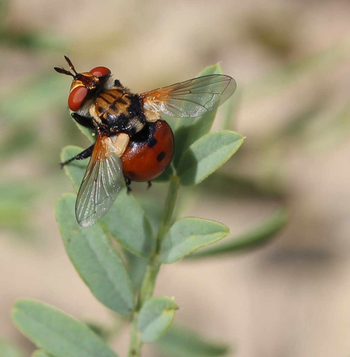 A fly that mimics a ladybug. #Okotoks #Albertabugs