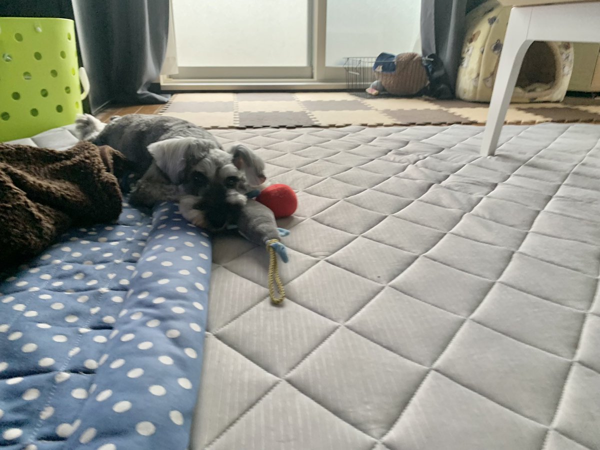 これは遊んで欲しい純ちゃん