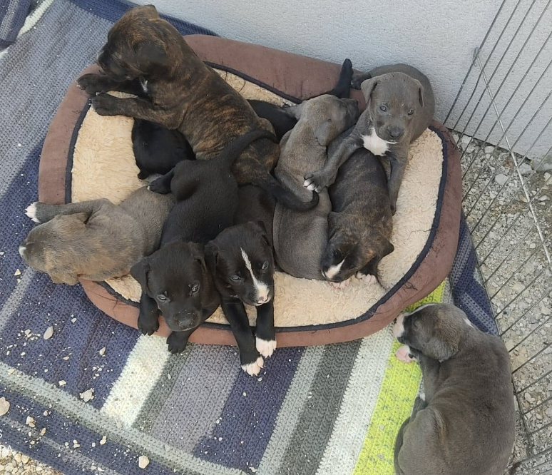 DelavegaPepita's tweet photo. ALERTE FOURRIERE DU 45 🤬 🤬🆘1/3
APPEL AUX DONS
ABANDON 9 BB NON SEVRES

Croquettes spéciales  (mother and babydog starter)
Lait maternisé  chiot
Alèses jetables
Parc à chiots
🙏🙏
ZAC des Loges et de l'Evangile - 535 Avenue de l'Evangile 45450 Fay-aux-Loges
📞02 38 66 38 32 https://t.co/G5KYEgiHRL