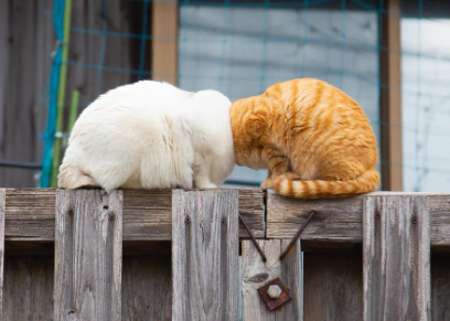 ForbesLife's tweet image. Here are the funniest and furriest finalists from the 2022 Comedy Pet Photo Awards #TGIWednesday on.forbes.com/6018zLq2j