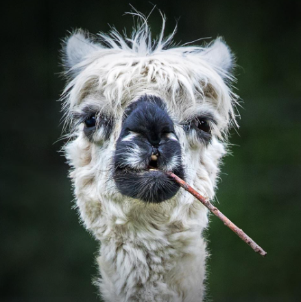 ForbesLife's tweet image. Here are the funniest and furriest finalists from the 2022 Comedy Pet Photo Awards #TGIWednesday on.forbes.com/6018zLq2j