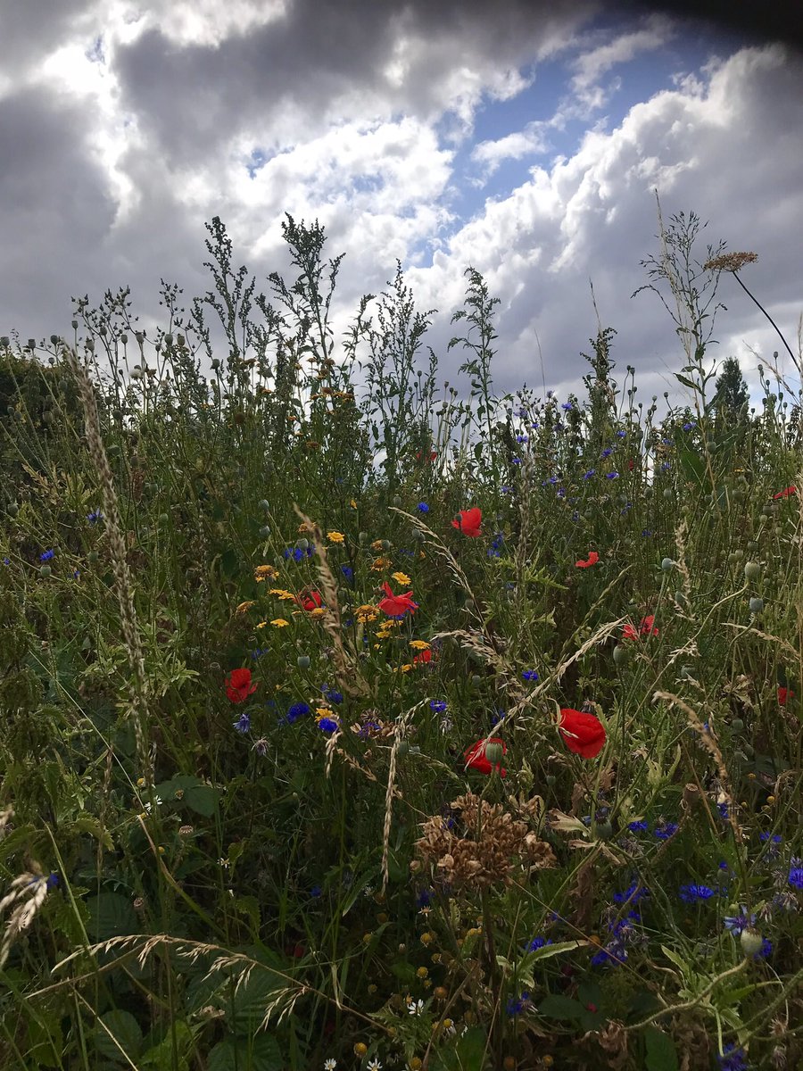 PeteWilliamsMus's tweet photo. @KevinAdams Was struck by the #flora meself ,on a lonely ramble around #chaddesleycorbett yesterday. https://t.co/5dcbqYGj7A