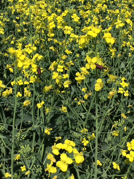 Digital Agronomy tweet media