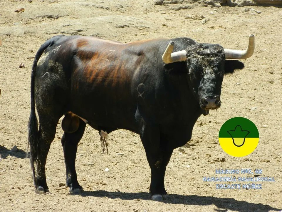 EncierrosNavalc's tweet photo. "Marino", "Expertillo", "Ruiseñor" y "Perdiz", los cuatro toros que serán exhibidos el domingo 11 de septiembre, a las 19:00h para conmemorar nuestro X aniversario. Con la colaboración del Ayuntamiento de Navalcarnero. ¡Defiende tus raíces! https://t.co/rSG9k83tYL