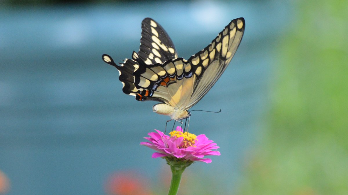 Giant Swallowtails seem braver than most butterflies. Love how they'll let you get up close instead of freaking out and flying away. Maybe it's their size -- at up to 7.4 inches (18.8 cm) across they're the largest butterfly in North America. #garden #nature