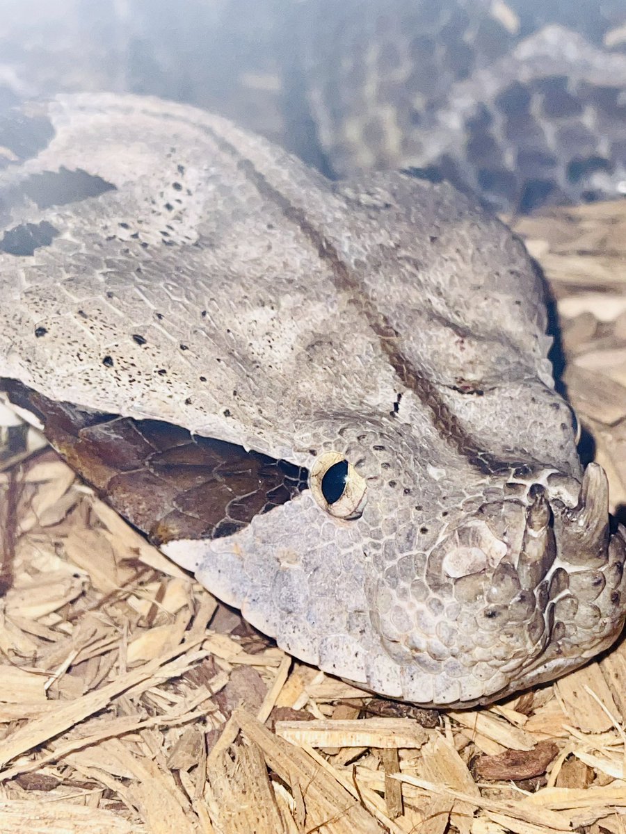 dariusnabers's tweet photo. The West African Gaboon Viper (Bitis Rhinoceros) have huge heads due to there venom glands yielding up to 1000mg of venom!
#conservation #reptilekeeper #viper #gaboon #venomoussnakes #breeding #puffadder #breedingseason #animalsaddict #snake #animals #reptilebreeder #reptiles https://t.co/NJ1v2m6lnF