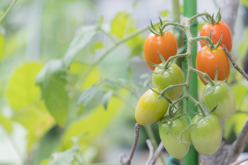 こむぎの親 脇芽を挿し木したトマトも実が赤くなって収穫できるようになってきました 挿し木 家庭菜園 トマト T Co Eon5oxpdlf T Co Ndr43gyt0z Twitter