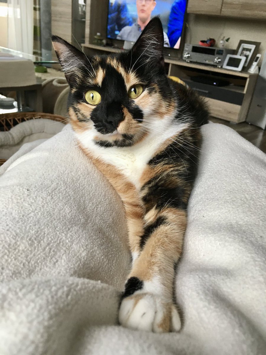 #cats #CatsOfTwitter