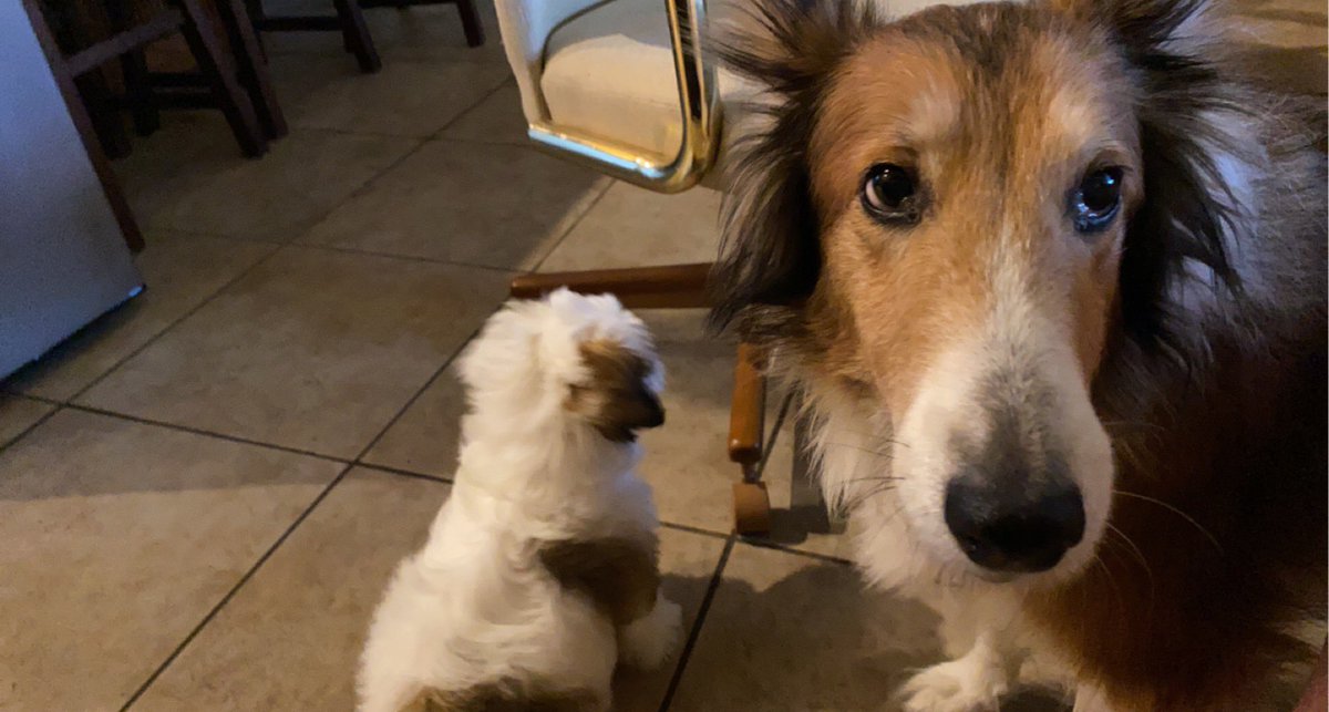 arianna salinas tweet media