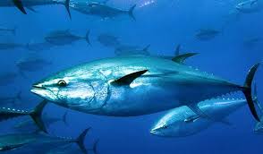 Action to implement protections for endangered Bluefin Tuna who have now returned to UK waters. change.org/p/protect-blue… <a href="/Seasaver/">Blue Planet Society</a>