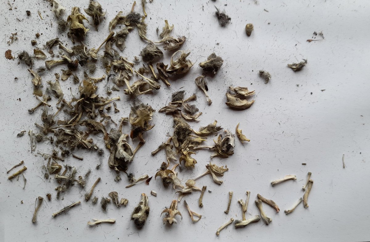 James M Turner (@torpidator) on Twitter photo The day's long-eared #owl pellet haul. Seems like #voles are the favourite. Must admit we lost steam long before they were all processed and stopped when we hit maggots. The day's long-eared #owl pellet haul. Seems like #voles are the favourite. Must admit we lost steam long before they were all processed and stopped when we hit maggots.