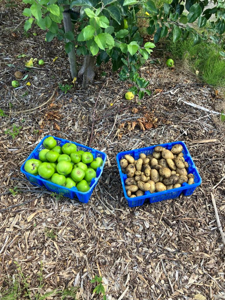 It's fair to say our allotment hasn't had the care needed. So today we've been there with young people to make a start on getting it back up and running. We even managed to get these 🍏🥔. It's work in progress!