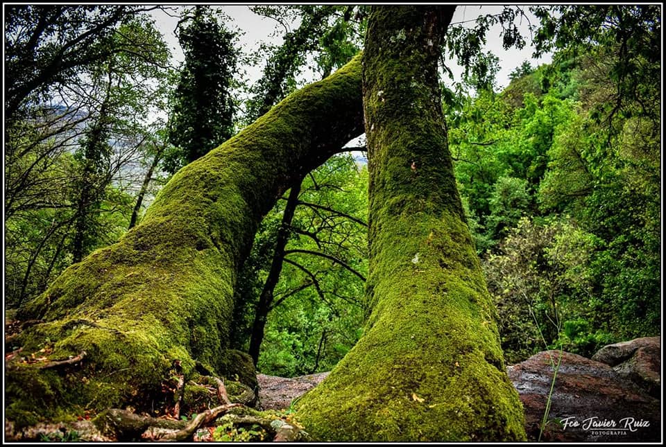 Ruta de las Nogaledas, Navaconcejo (Valle del Jerte, Cáceres)