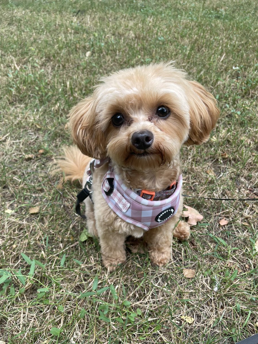 Lunchtime walkies with the pup #chipoo #teddybeardog #forestbathing #cutedogs
