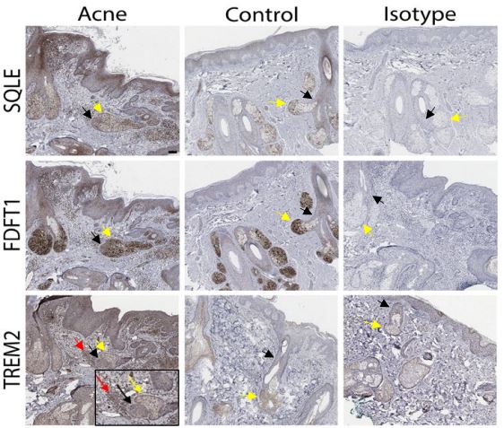 Science Immunology tweet media