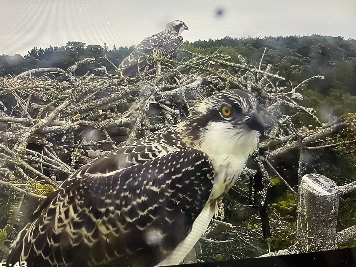 @harbourospreys posing!