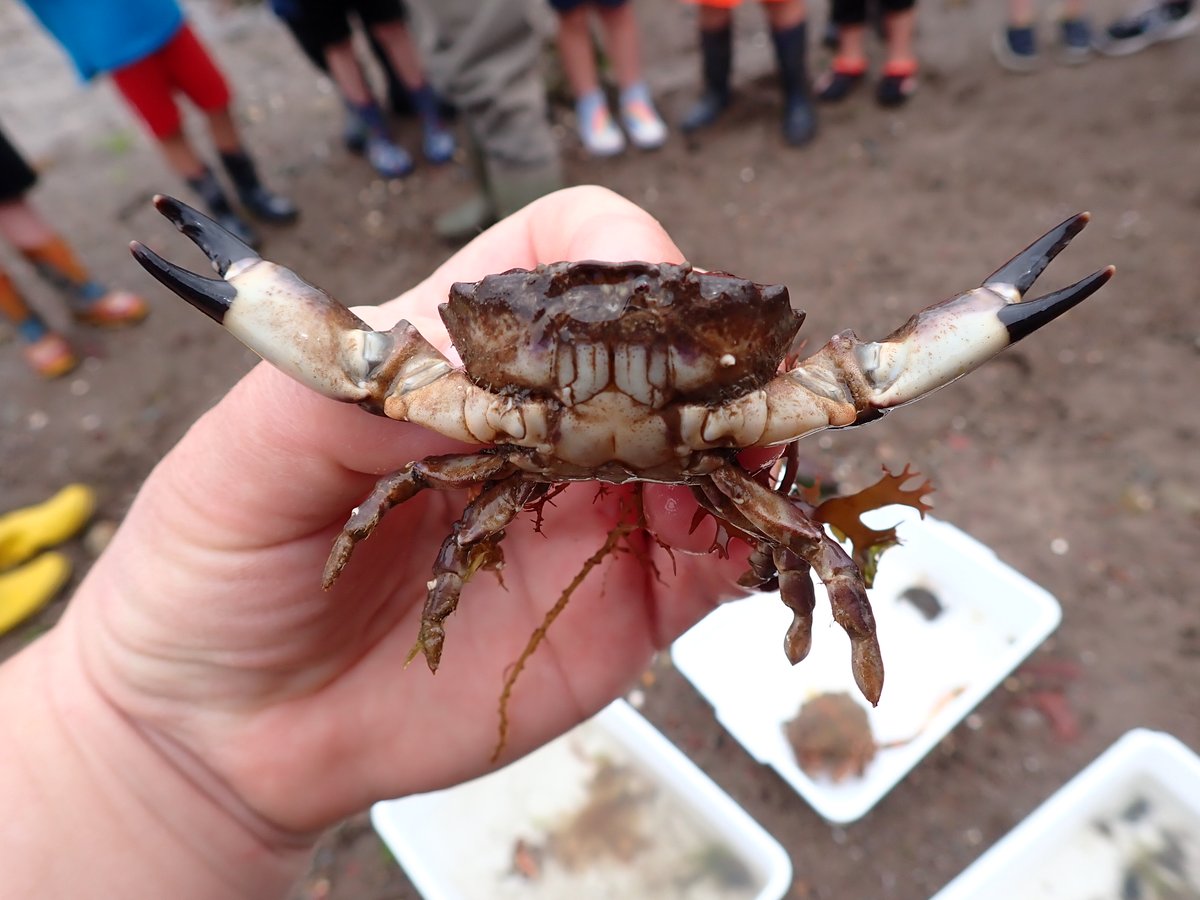 A fantastic day with 1st Johnston Scout Group exploring the marine habitats of Pembrokeshire! #nationalmarineweek #pembrokeshire <a href="/PembsScouts/">Pembrokeshire Scouts / Sgowtiaid Sir Benfro</a> #rockpooling #pushentting #youngmarinebiologists #nature #exploring