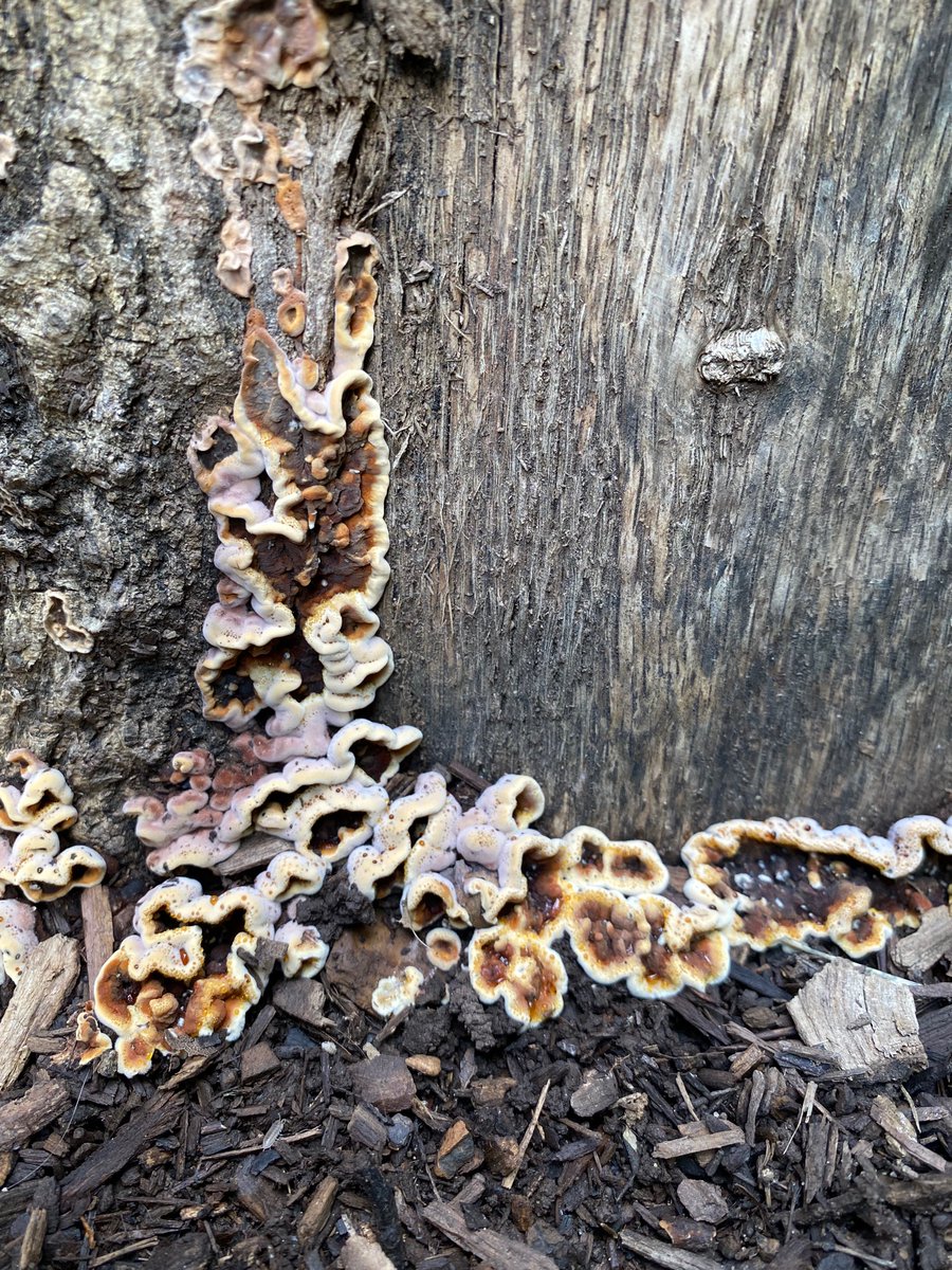 claudiabracho's tweet photo. Hola @Fungi_Cosas, estas bellezas salieron en un tronco de madera en el jardín. Tienen una secreción, como gotitas de miel. Ayúdame a identificarlos 🧐 https://t.co/DGbR6XWGQd