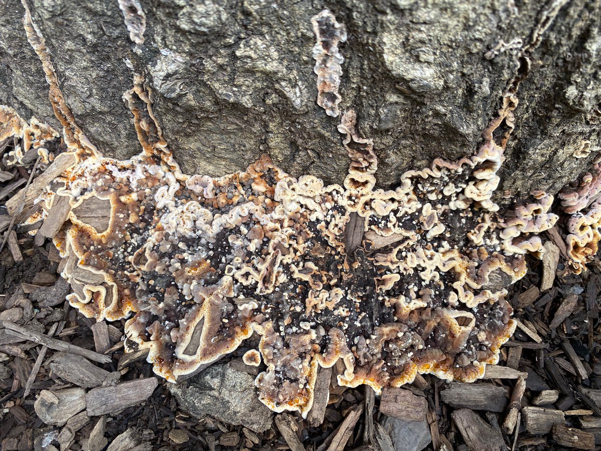 claudiabracho's tweet photo. Hola @Fungi_Cosas, estas bellezas salieron en un tronco de madera en el jardín. Tienen una secreción, como gotitas de miel. Ayúdame a identificarlos 🧐 https://t.co/DGbR6XWGQd