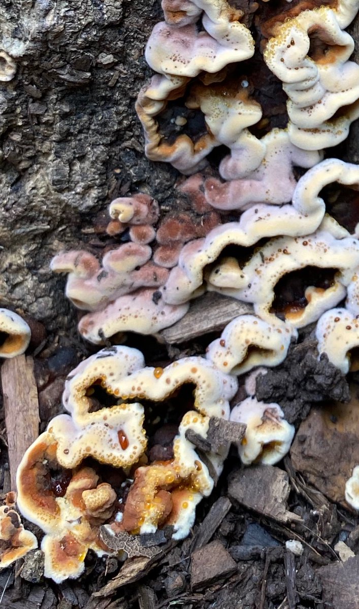 claudiabracho's tweet photo. Hola @Fungi_Cosas, estas bellezas salieron en un tronco de madera en el jardín. Tienen una secreción, como gotitas de miel. Ayúdame a identificarlos 🧐 https://t.co/DGbR6XWGQd