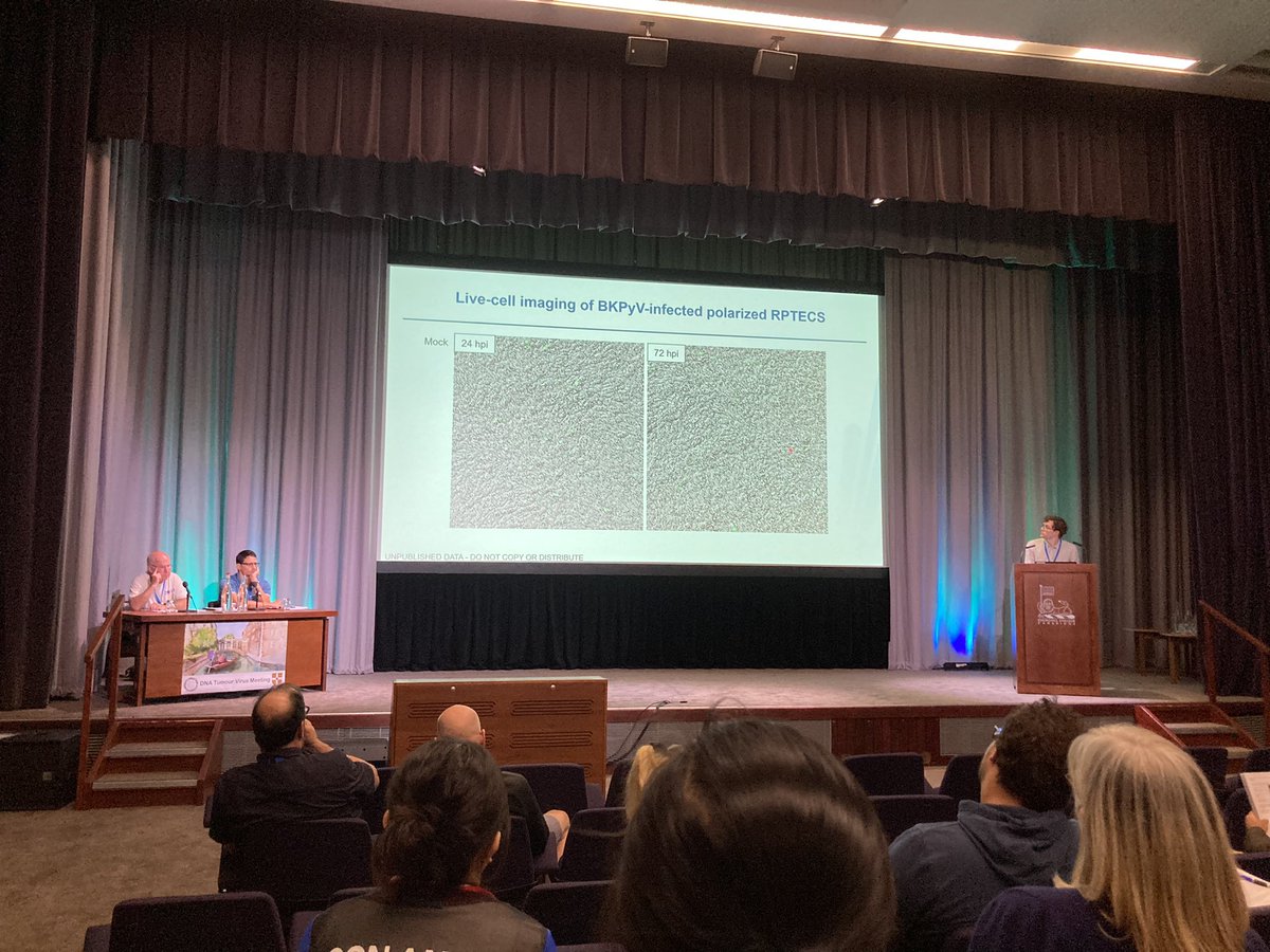 Excellent talk by Elias Lorentzen from Prof. Rinaldo’s lab in Tromso, Norway, on BKPyV infection of polarized RPTECs 
#DNATVM2022
#Cambridge
#BKPolyomavirus
