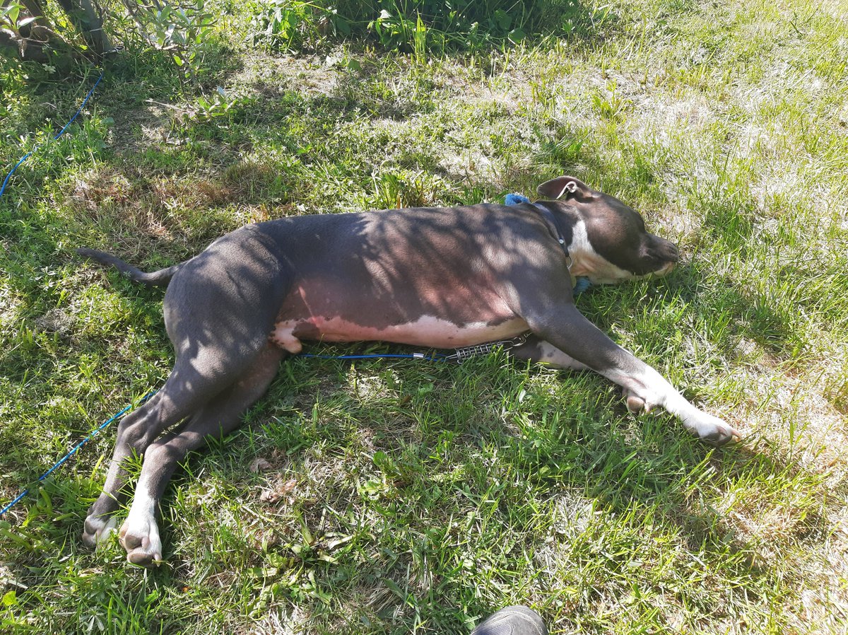 Cpt Culprit The Pitbull tweet media