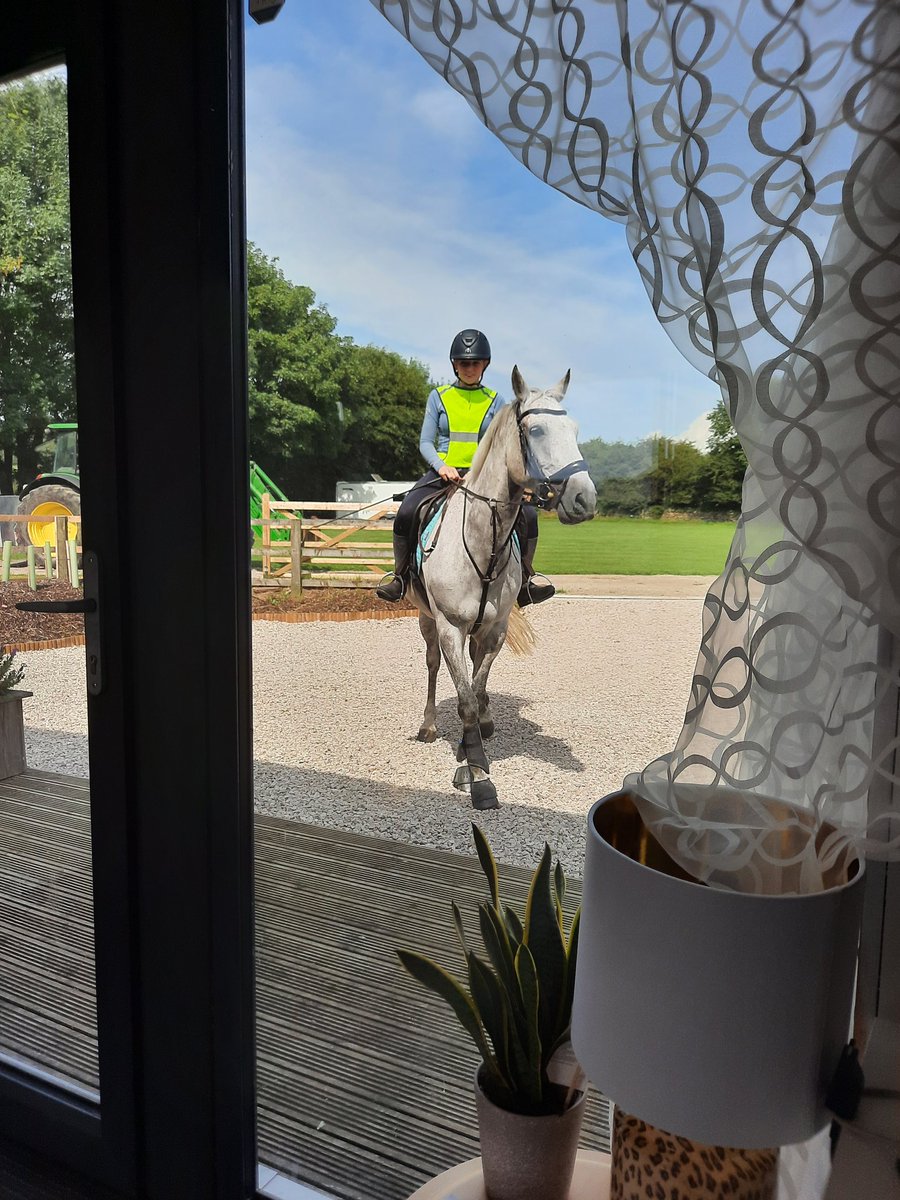 CotestonesFarm's tweet photo. Unexpected visitors to the cattery reception this morning #fourleggedfriends https://t.co/85OpY1Jxsy