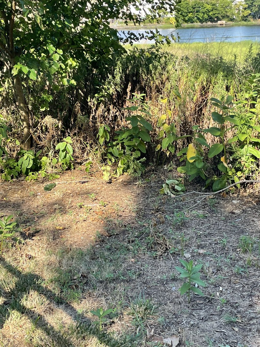 StrideHyde's tweet photo. Tell @NYCParks to stop mowing down milkweed. It’s the only host plant for the monarch caterpillar. #monarchbutterflies #nycparks #milkweed #habitat https://t.co/ocCydKkDaO
