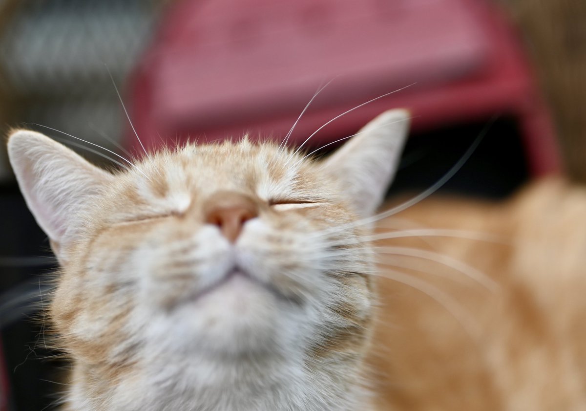 theasscat's tweet image. They just found this in the camera. This is why they keep me❤️